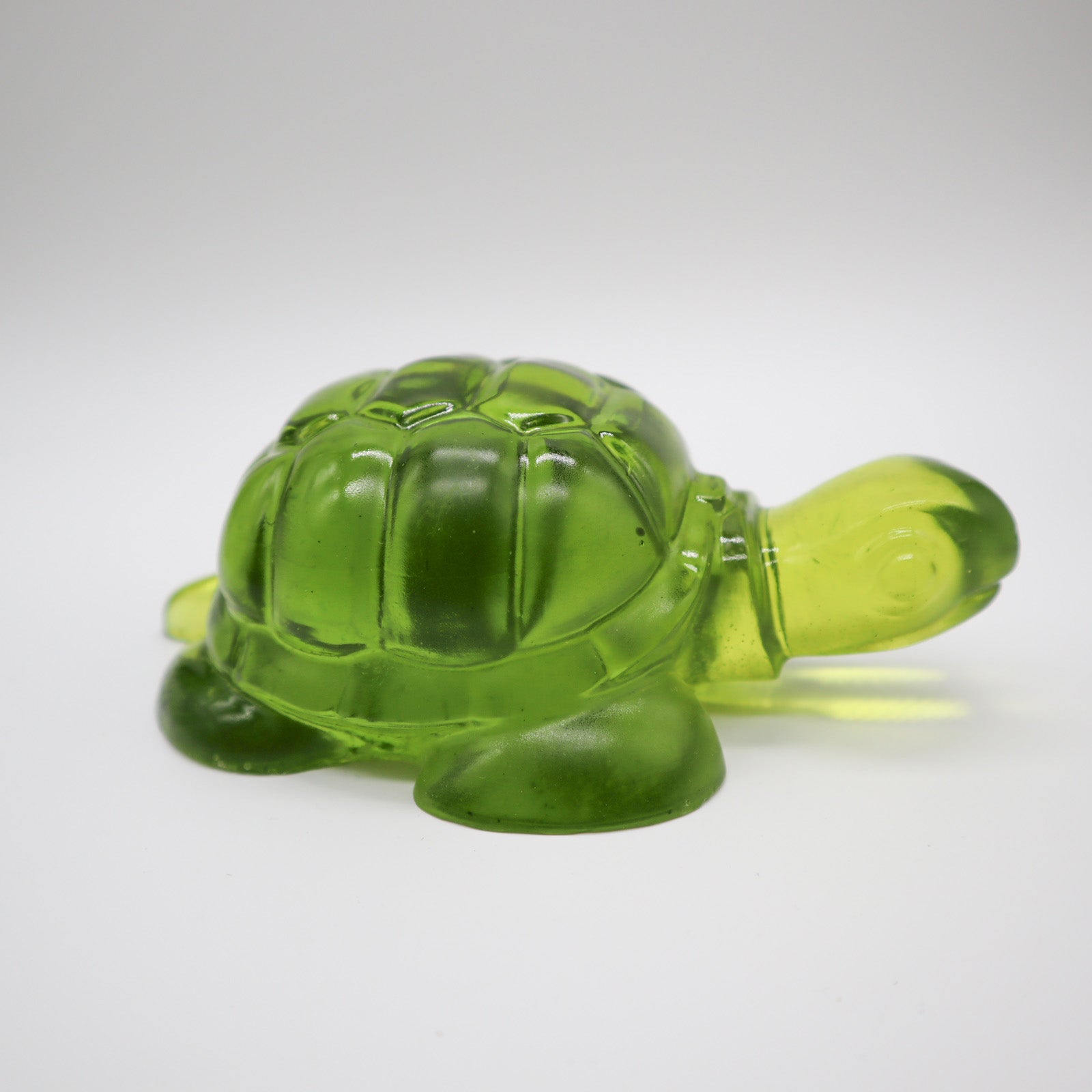 Tortue verte