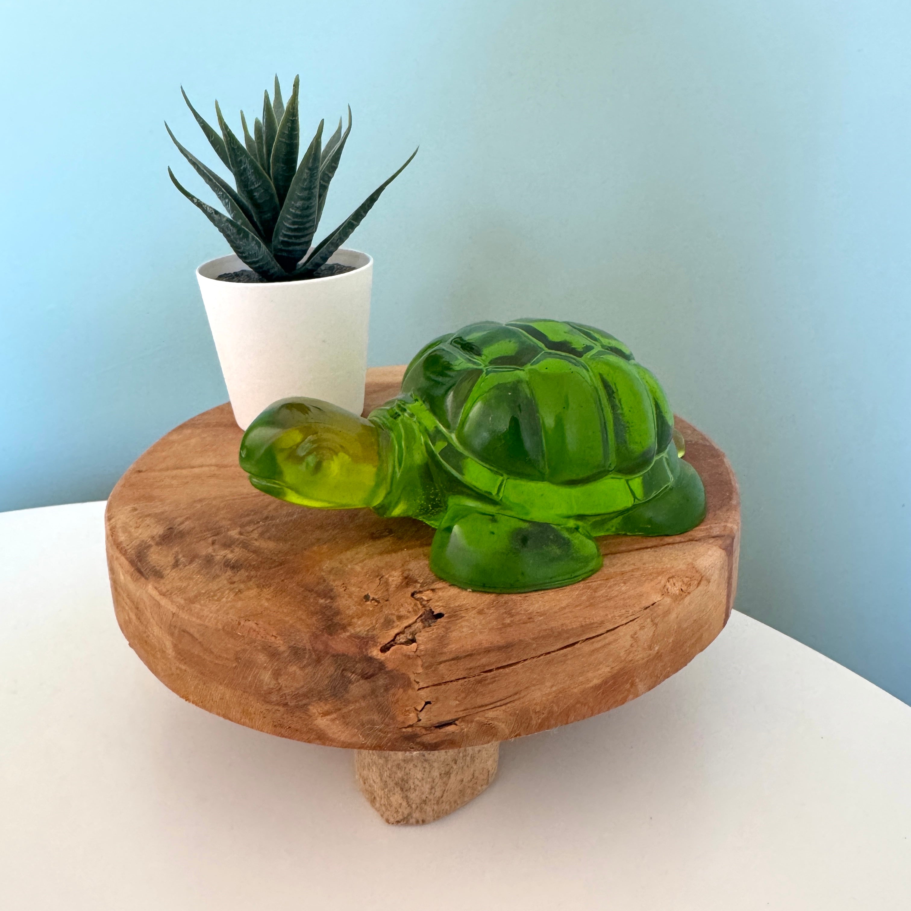 Tortue verte